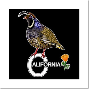 California quail state bird Californian poppy flowers Posters and Art